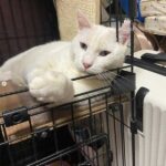ケガ療養中の地域猫