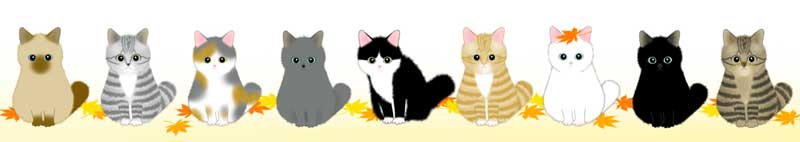 猫がたくさん